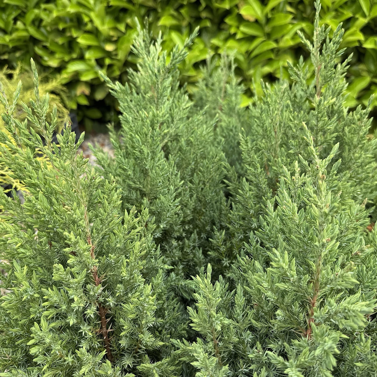 Juniperus chinensis 'Stricta'