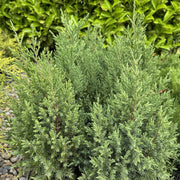 Juniperus chinensis 'Stricta'