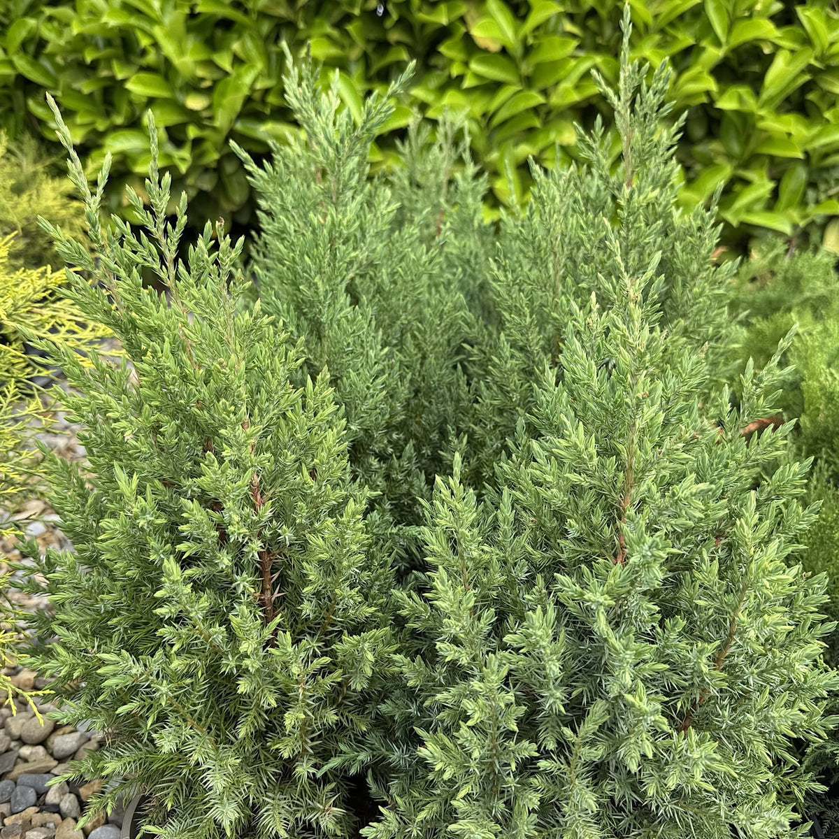 Juniperus chinensis 'Stricta'