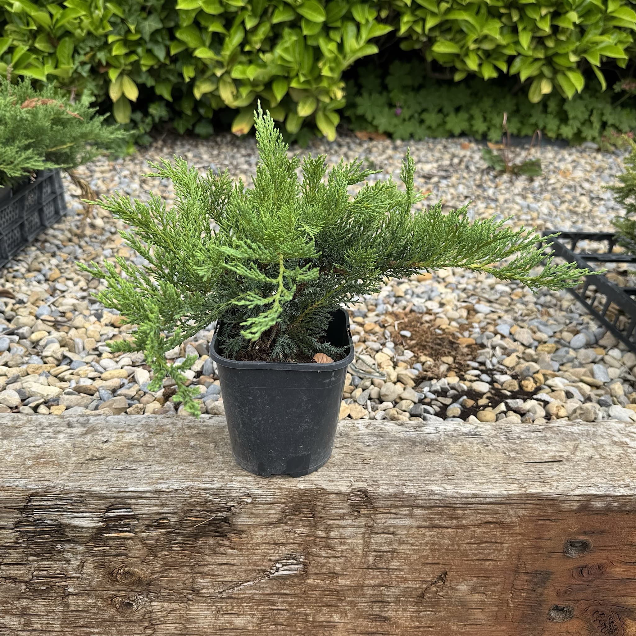 Juniperus sabina 'Tamariscifolia'
