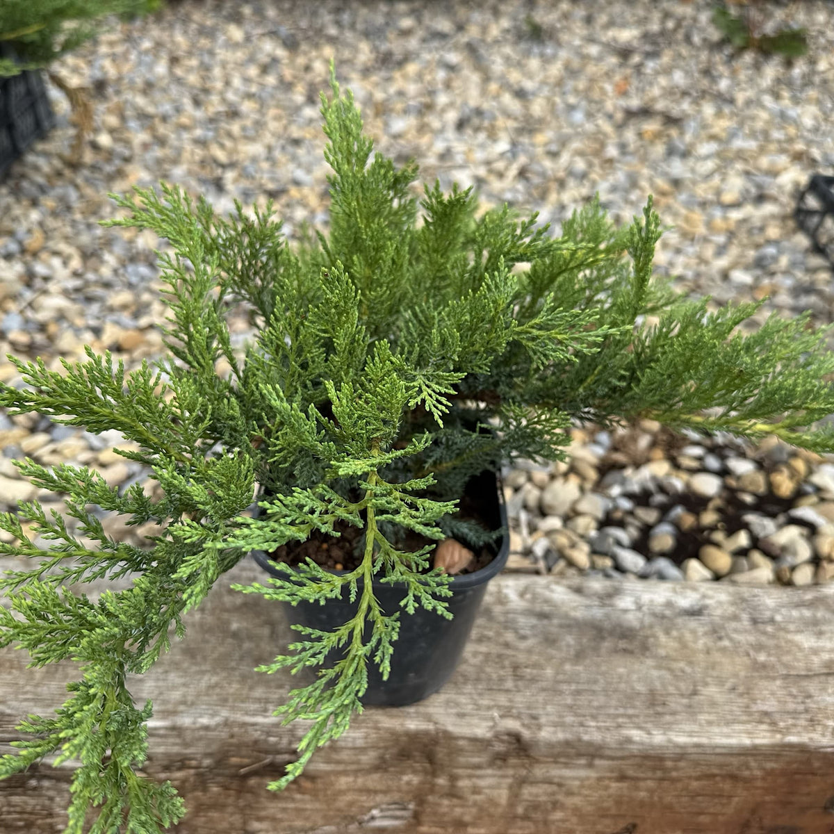 Juniperus sabina 'Tamariscifolia'