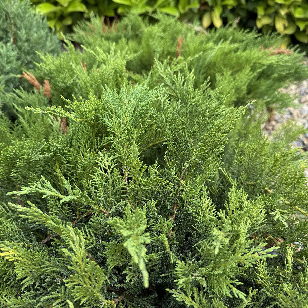 Juniperus sabina 'Tamariscifolia'