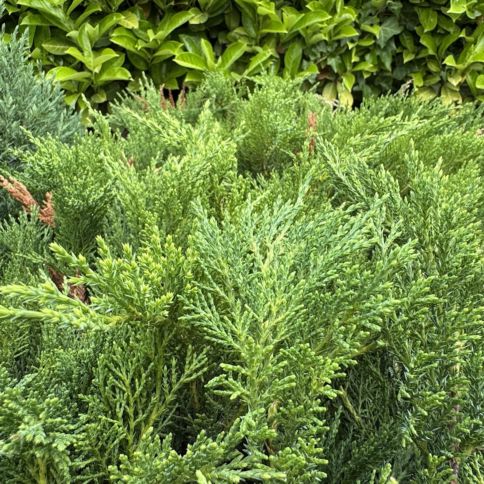 Juniperus sabina 'Tamariscifolia'