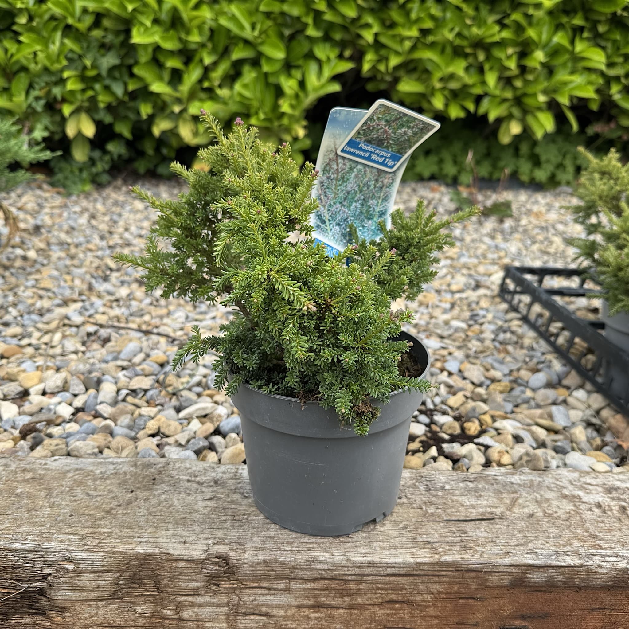 Podocarpus alpinus 'Red Tip'