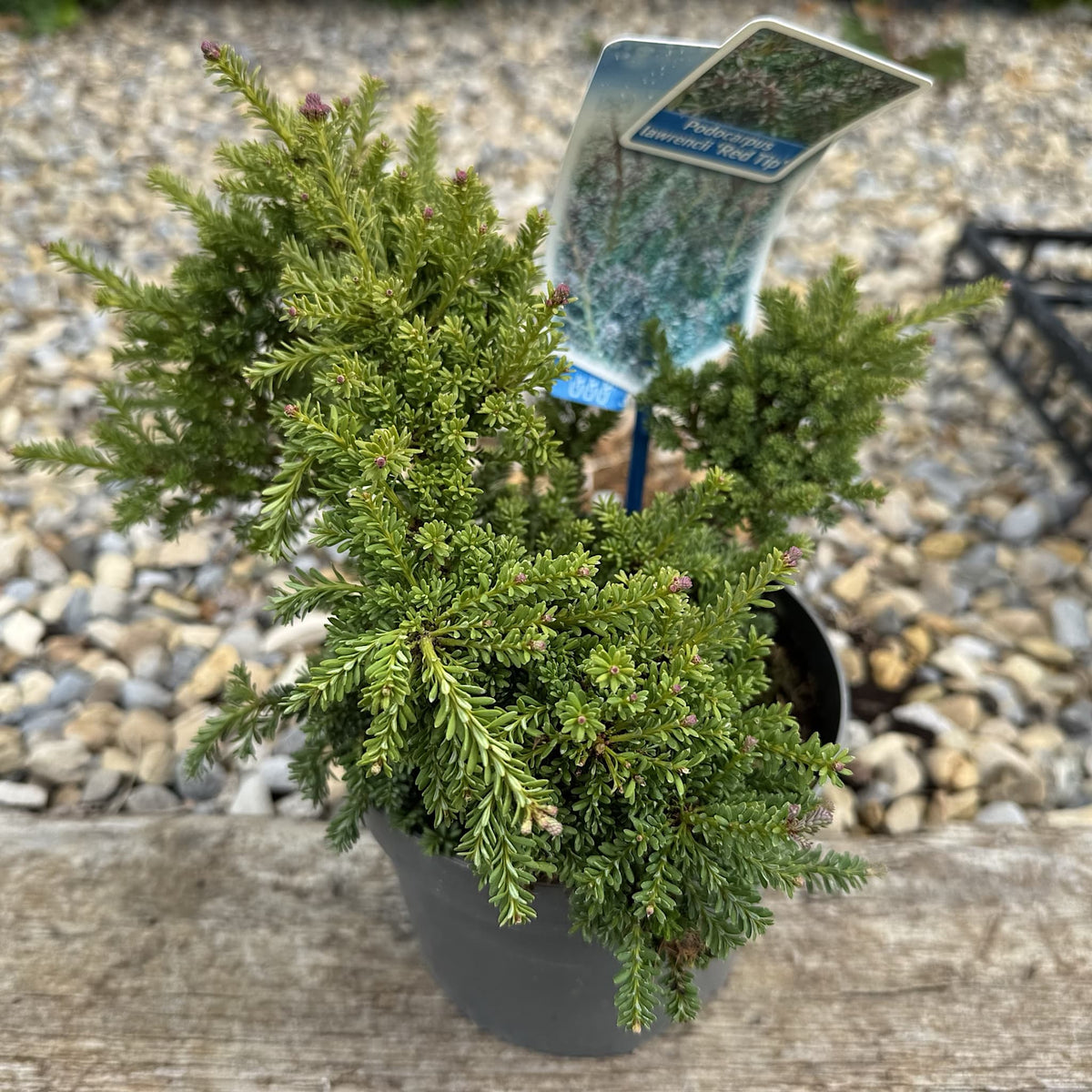 Podocarpus alpinus 'Red Tip'
