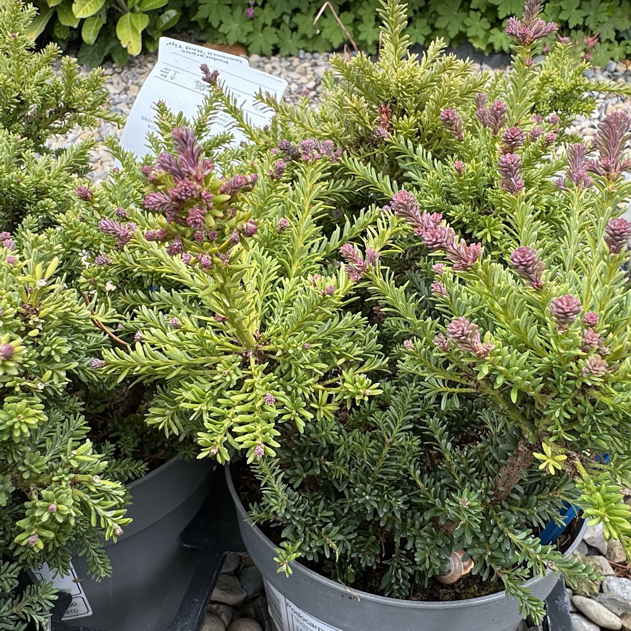 Podocarpus alpinus 'Red Tip'