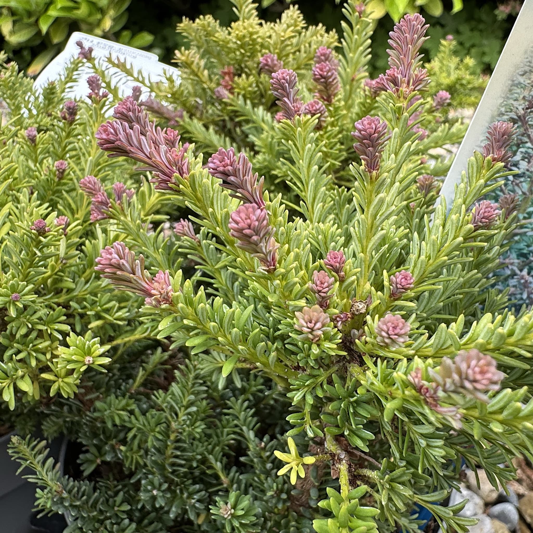 Podocarpus alpinus 'Red Tip'