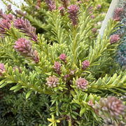 Podocarpus alpinus 'Red Tip'