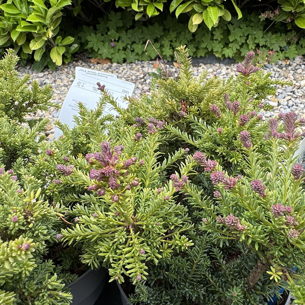Podocarpus alpinus 'Red Tip'