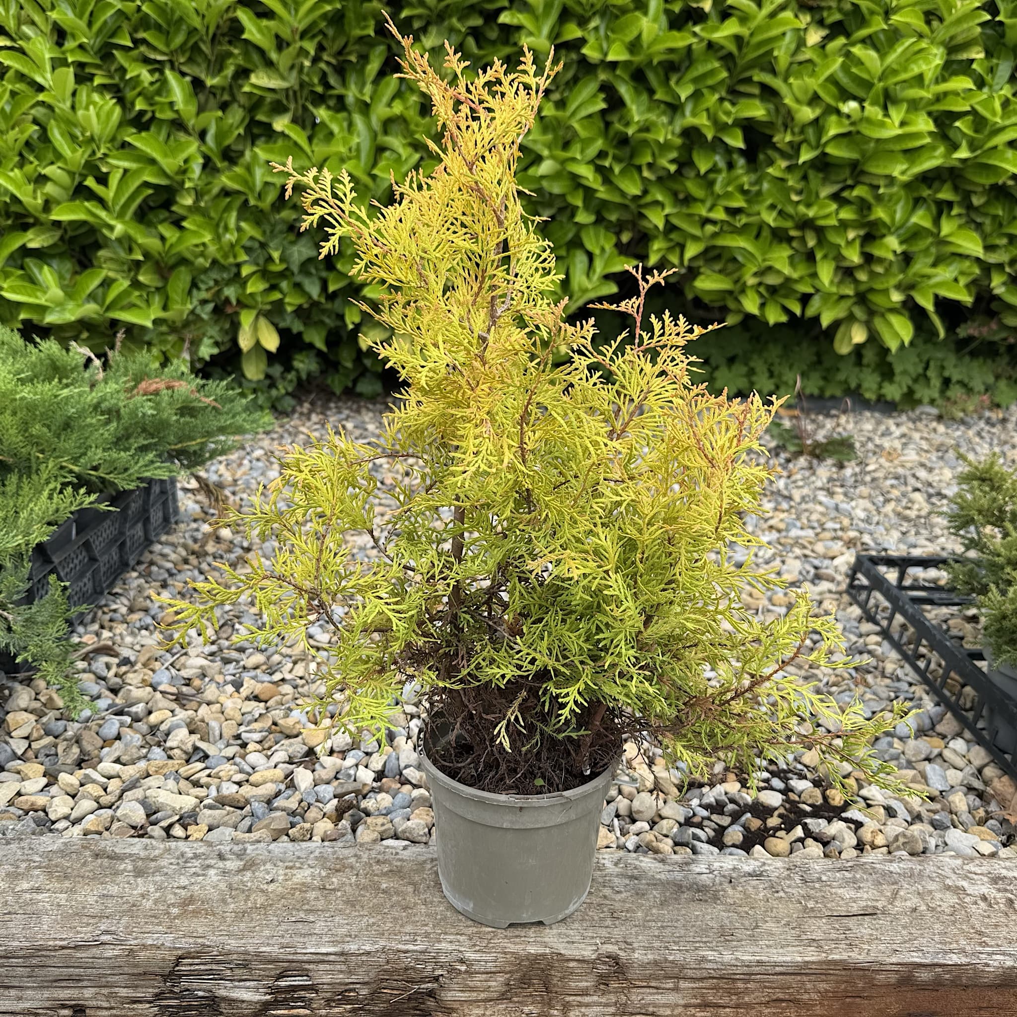 Thuja occ. 'Rheingold'