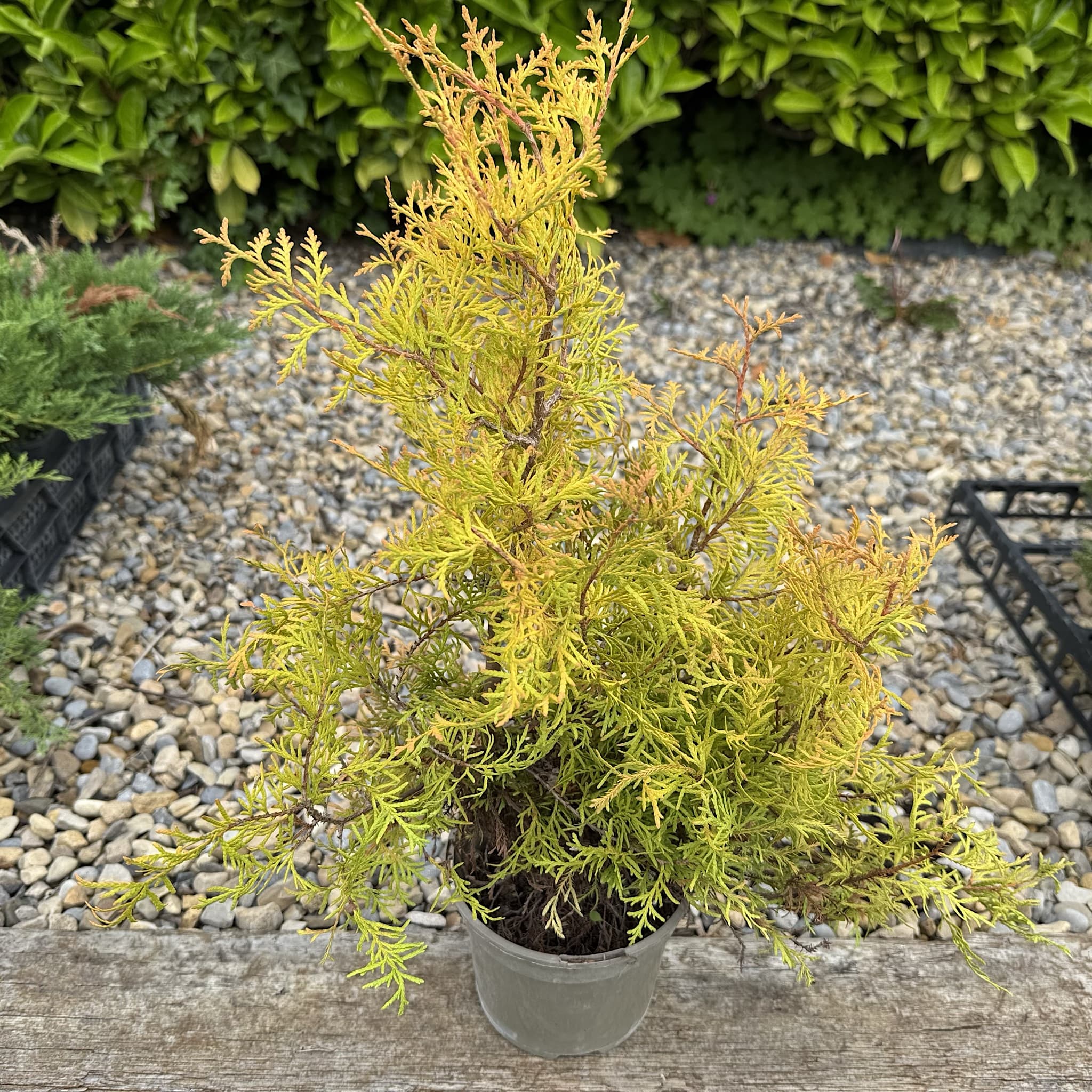 Thuja occ. 'Rheingold'