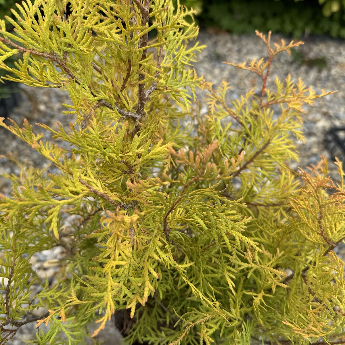 Thuja occ. 'Rheingold'