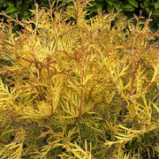Thuja occ. 'Rheingold'