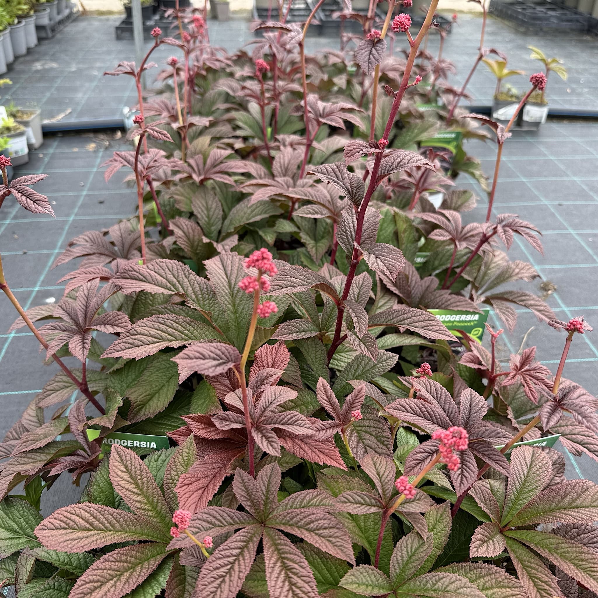 Rodgersia 'Bronze Peacock'