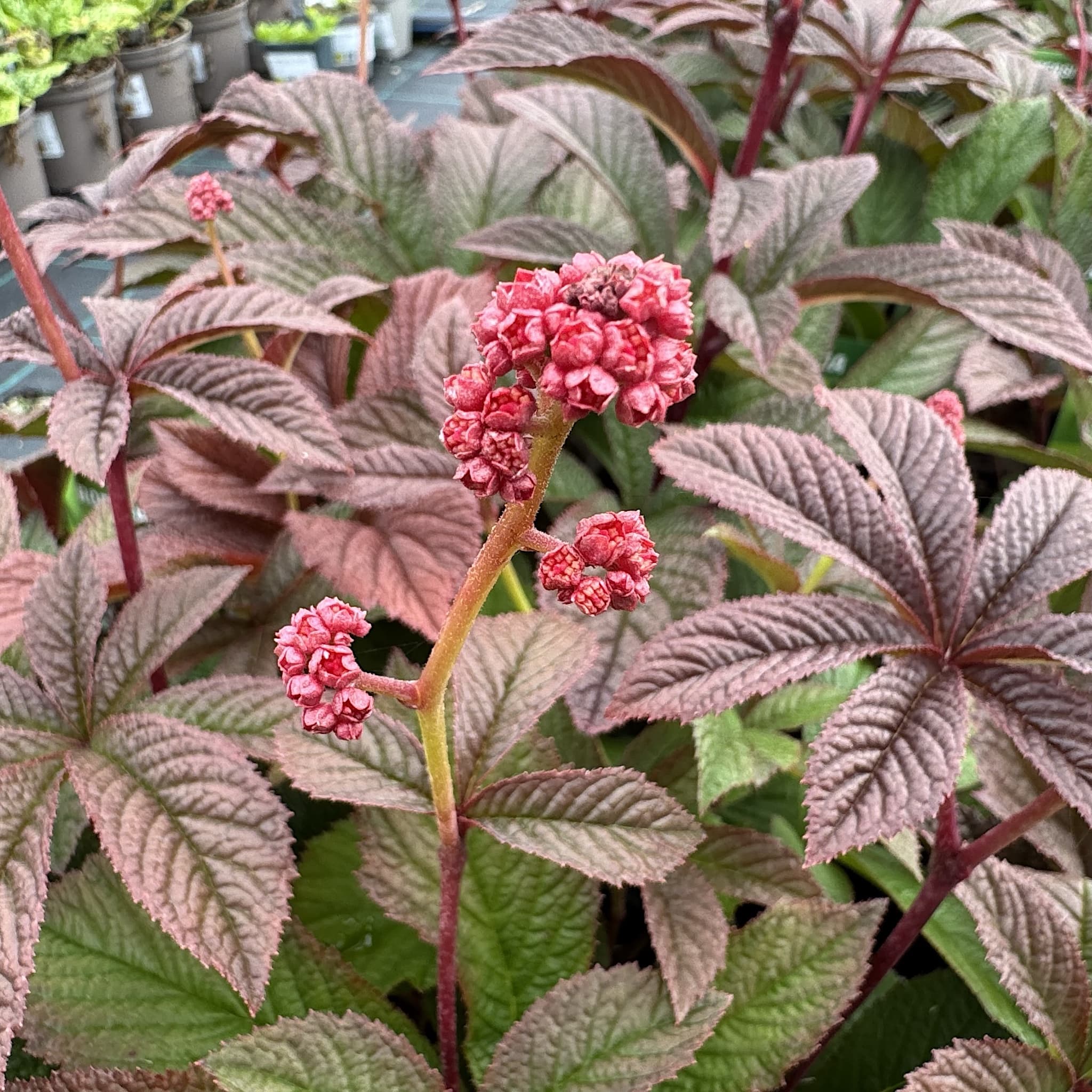 Rodgersia 'Bronze Peacock'