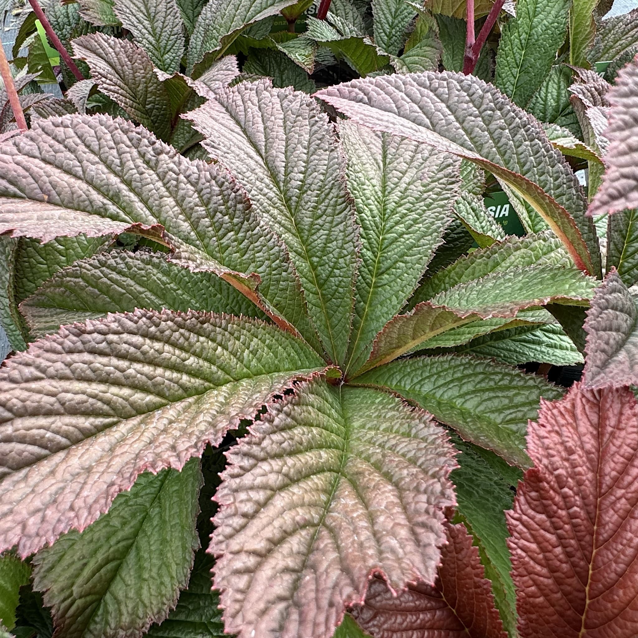 Rodgersia 'Bronze Peacock'