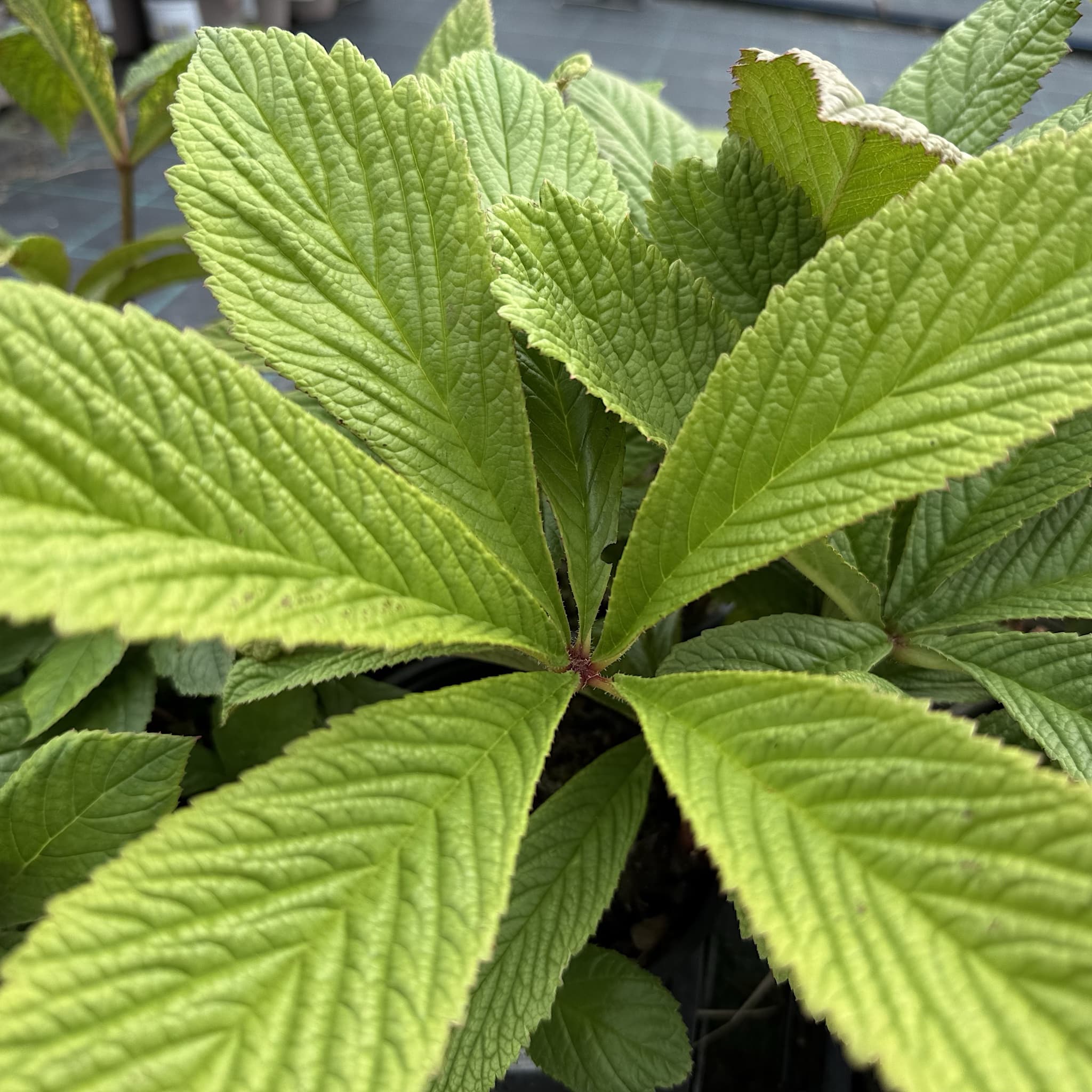 Rodgersia pinnata