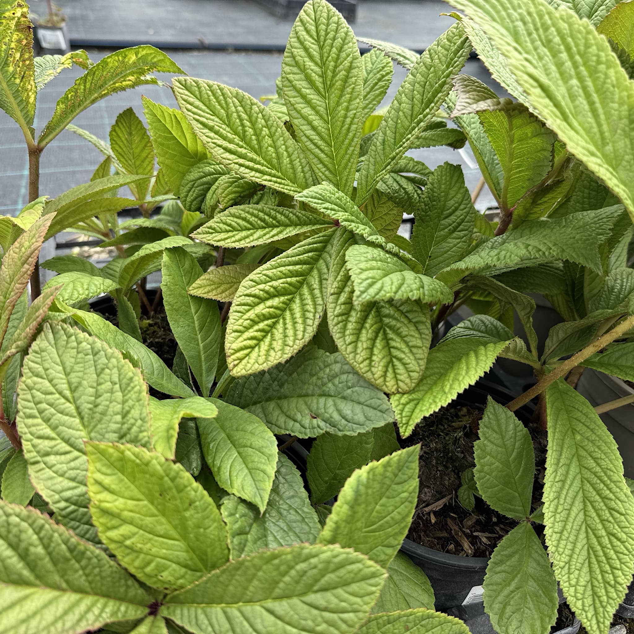 Rodgersia pinnata