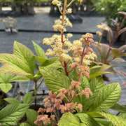 Rodgersia pinnata 'Superba'