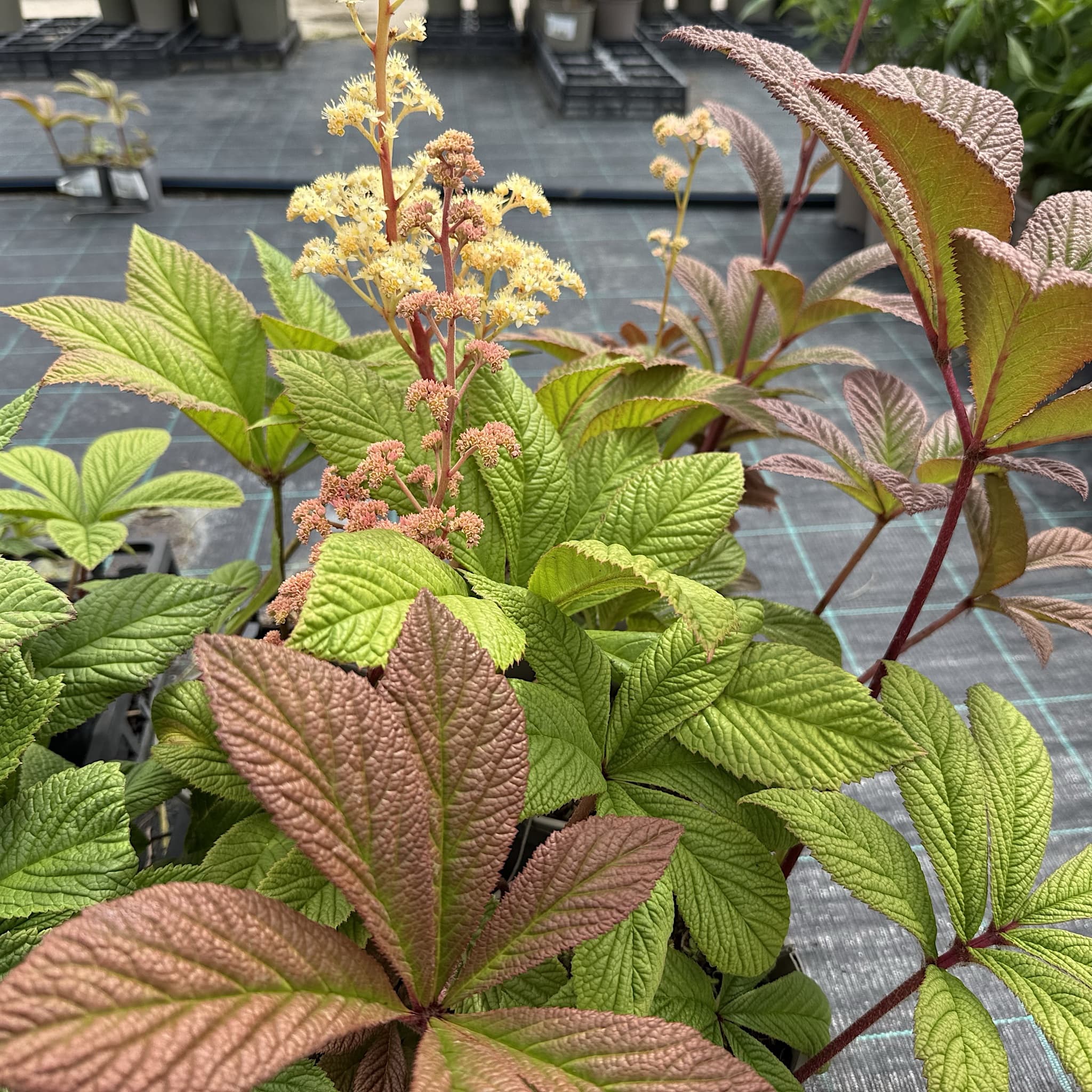 Rodgersia pinnata 'Superba'