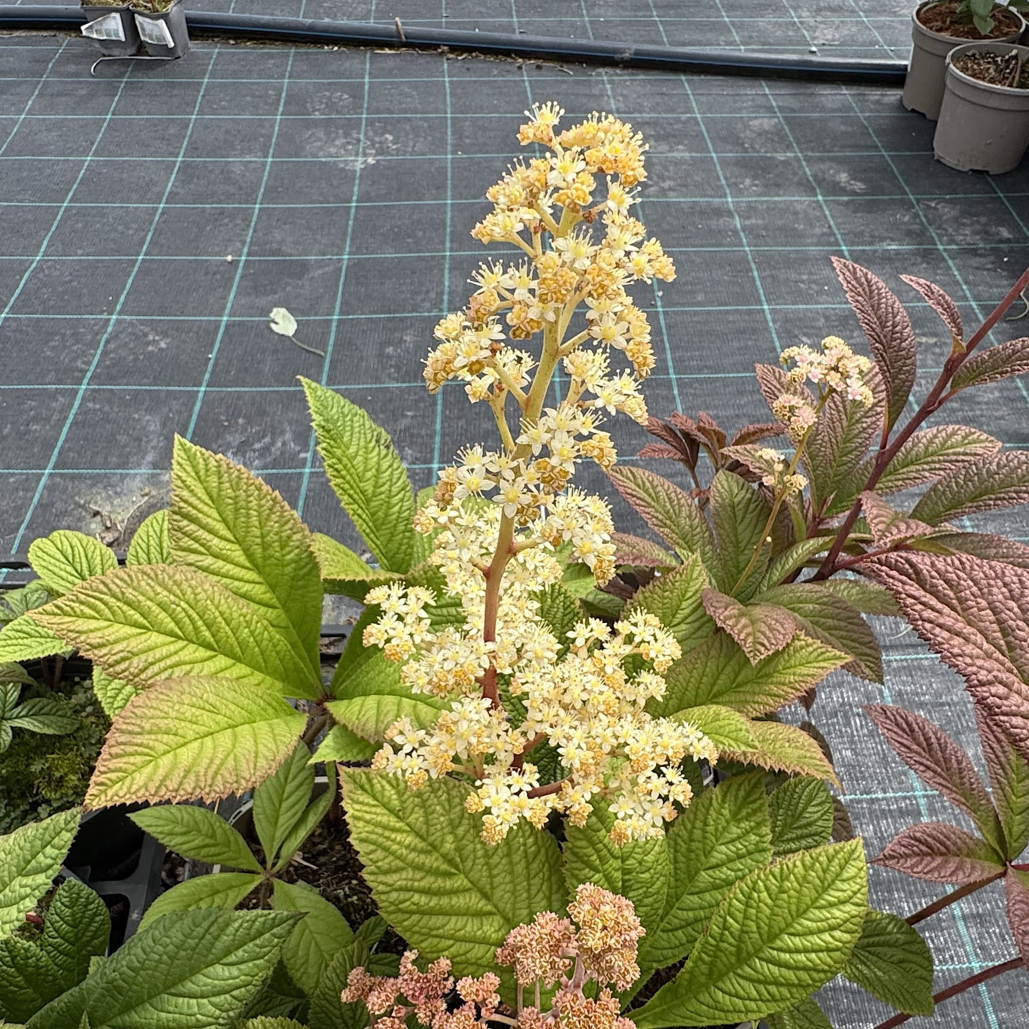 Rodgersia pinnata 'Superba'