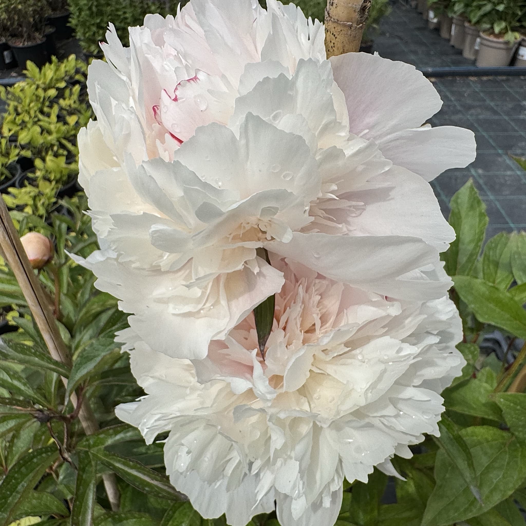 Paeonia 'Boule de Neige'