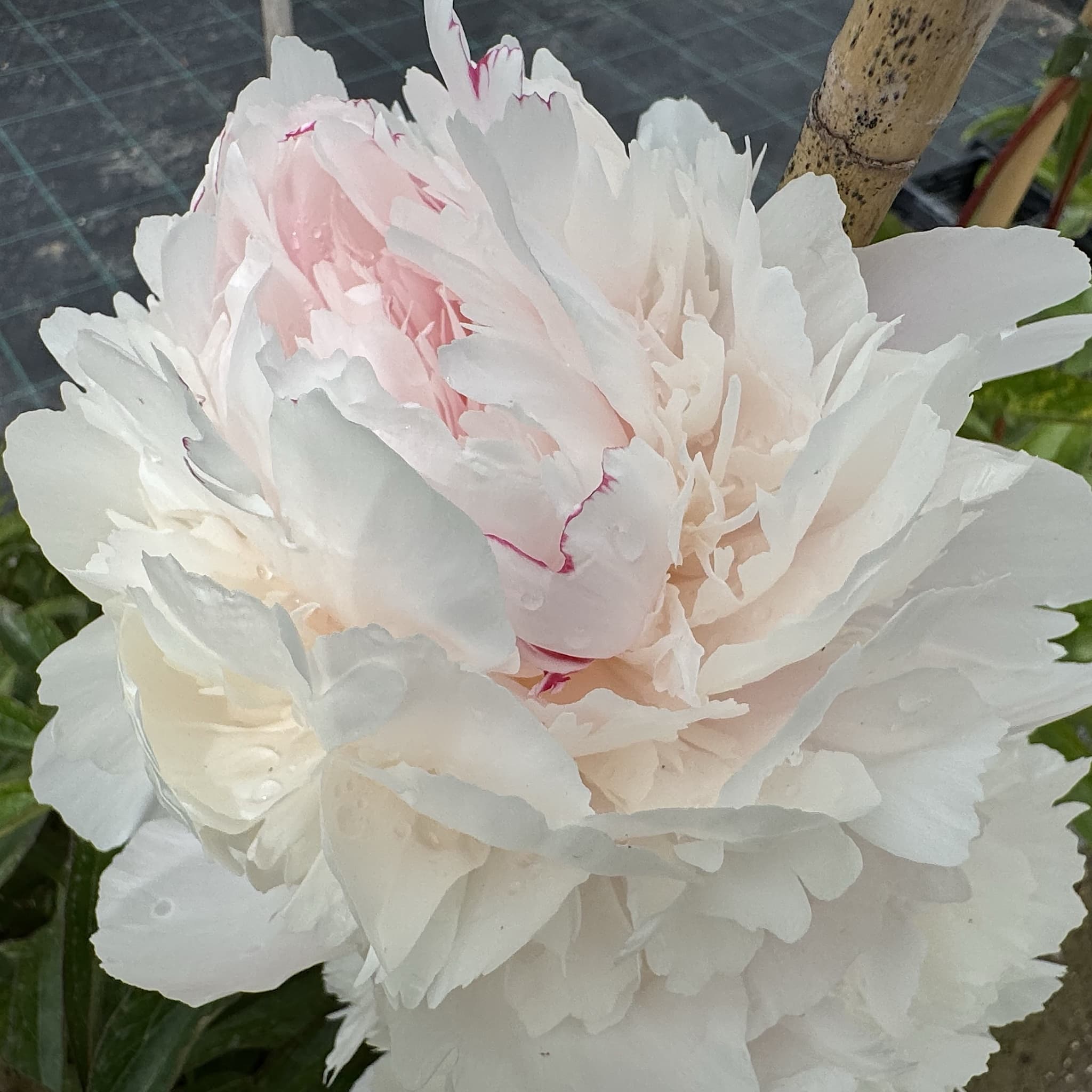Paeonia 'Boule de Neige'