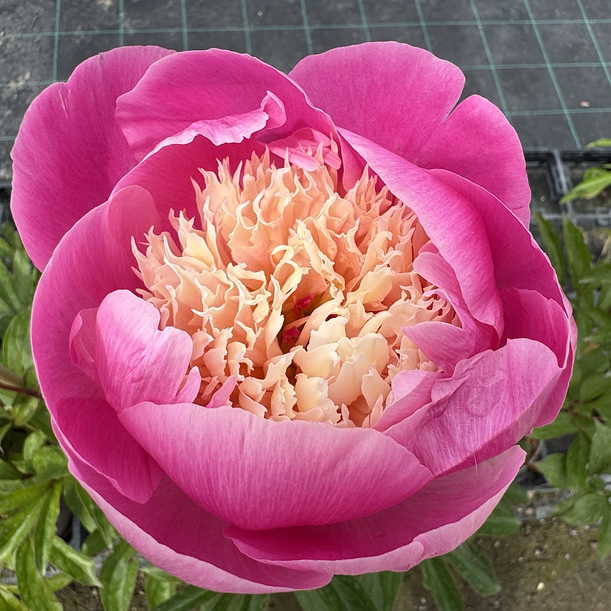 Paeonia 'Bowl of Beauty'