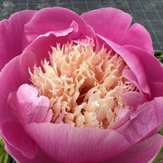 Paeonia 'Bowl of Beauty'