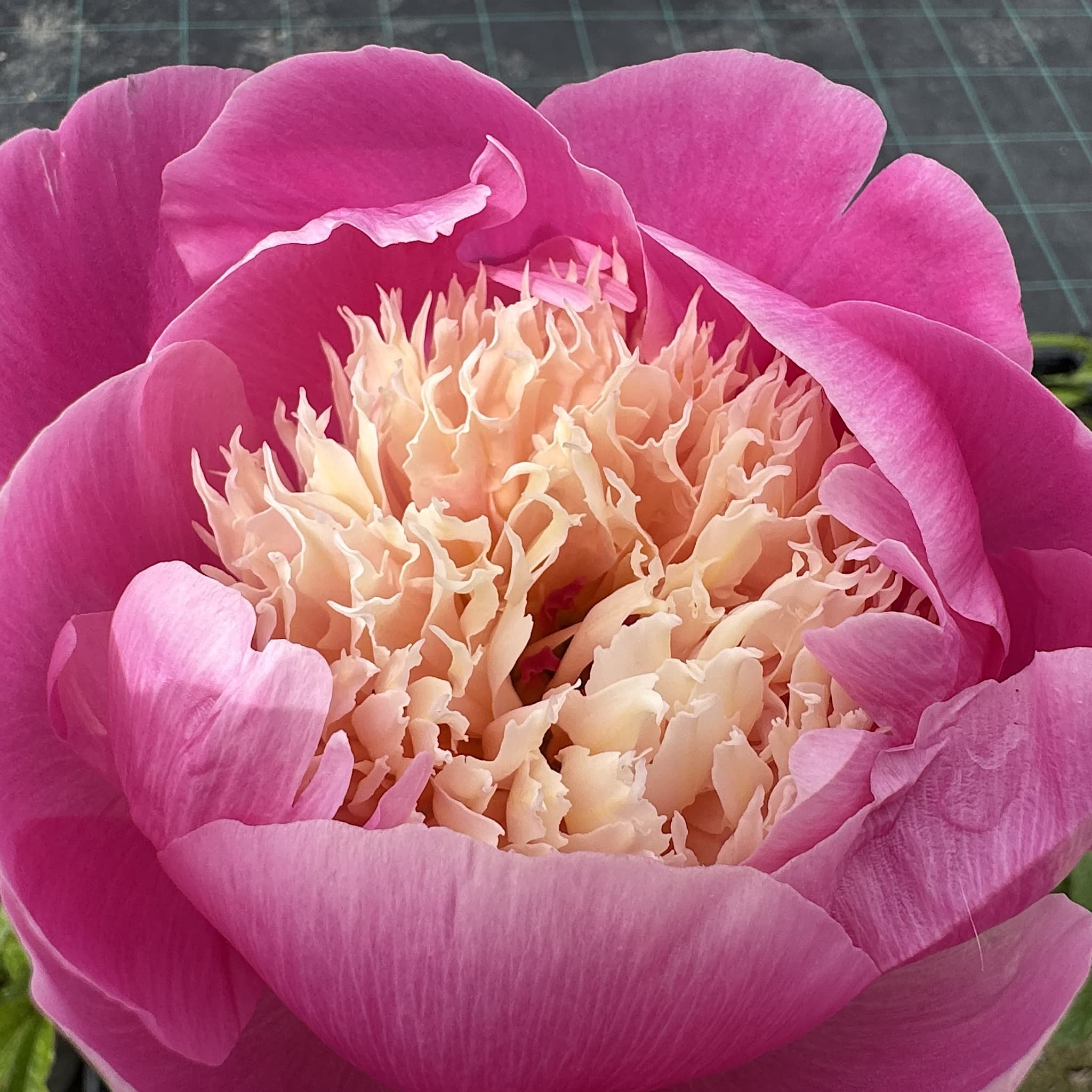 Paeonia 'Bowl of Beauty'