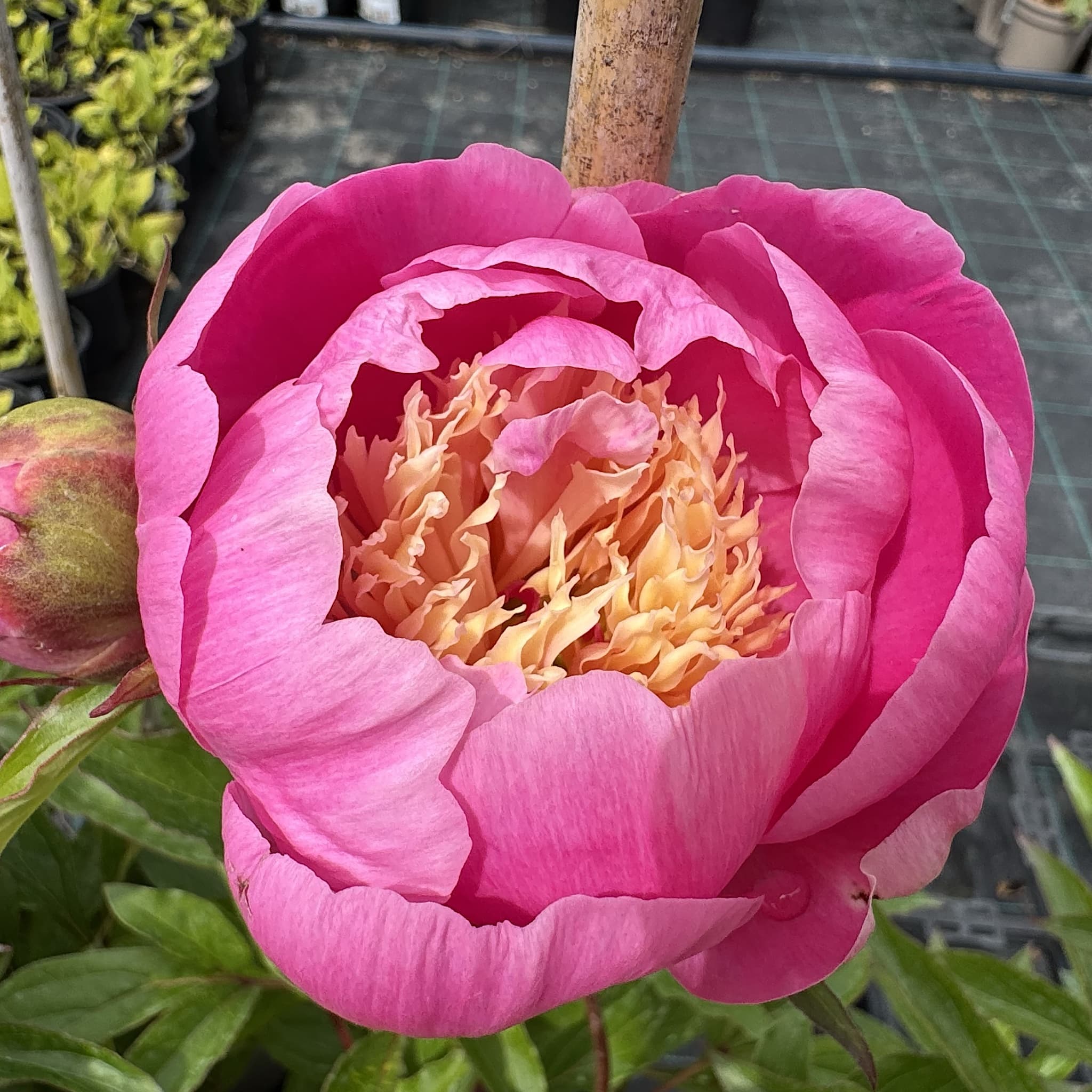 Paeonia 'Bowl of Beauty'
