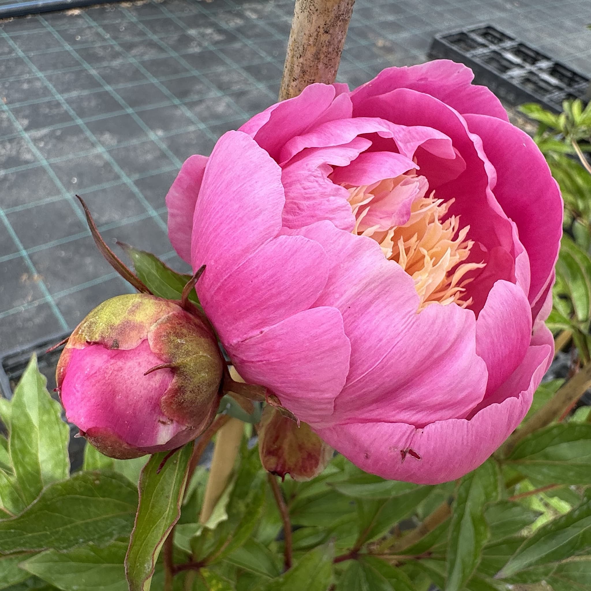 Paeonia 'Bowl of Beauty'