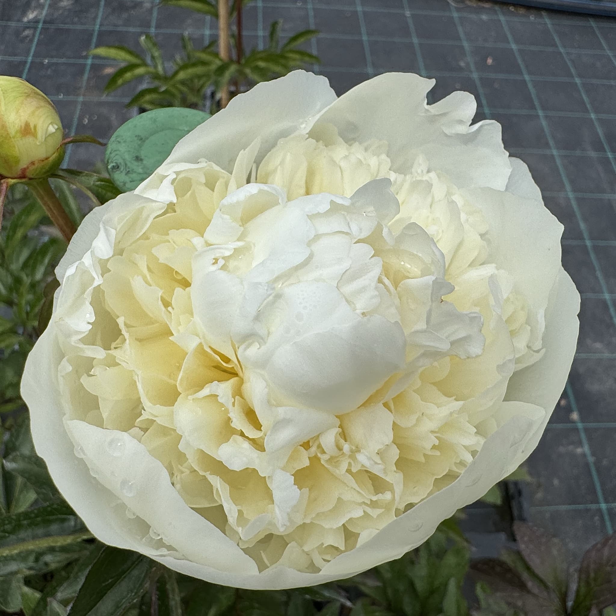 Paeonia 'Immaculee'