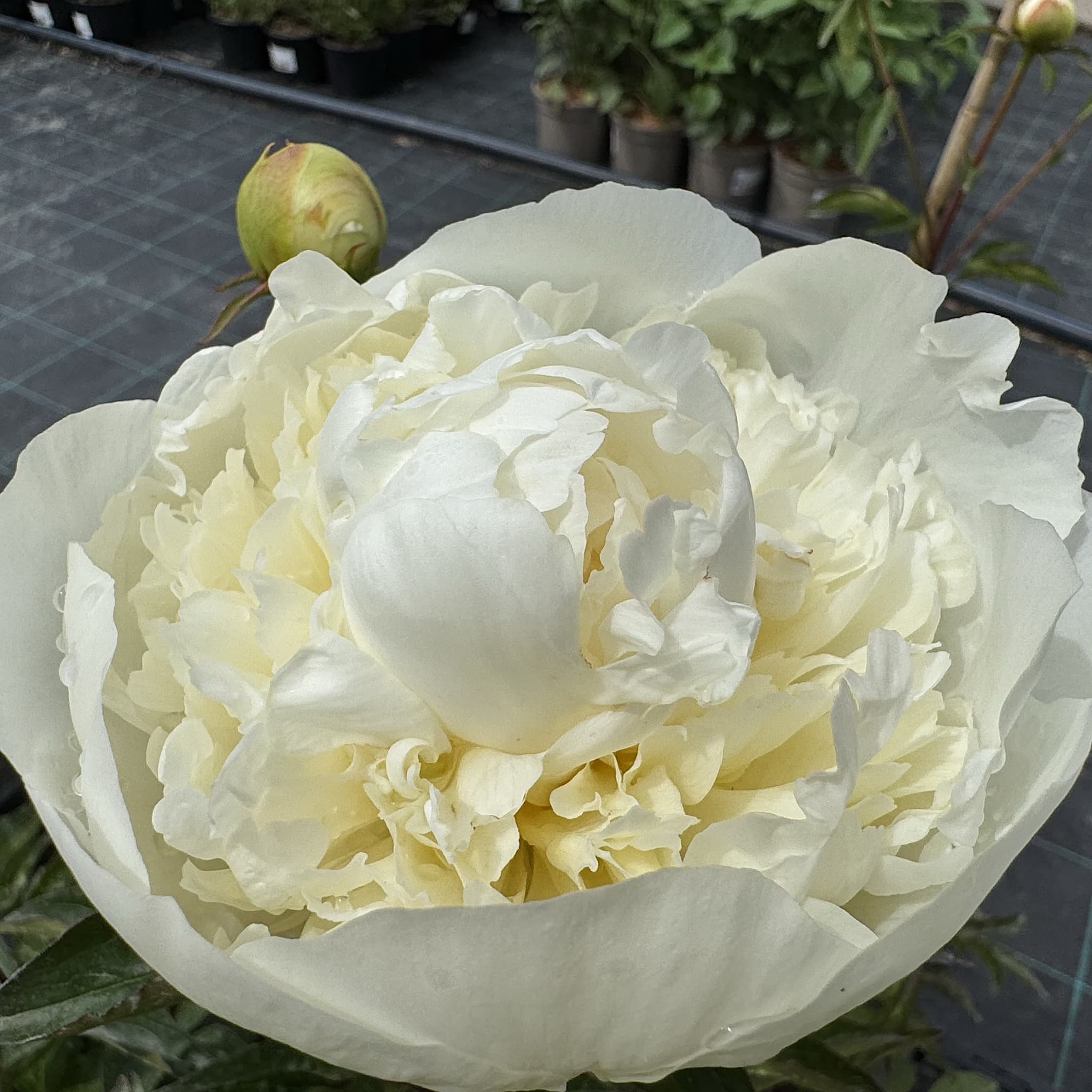 Paeonia 'Immaculee'