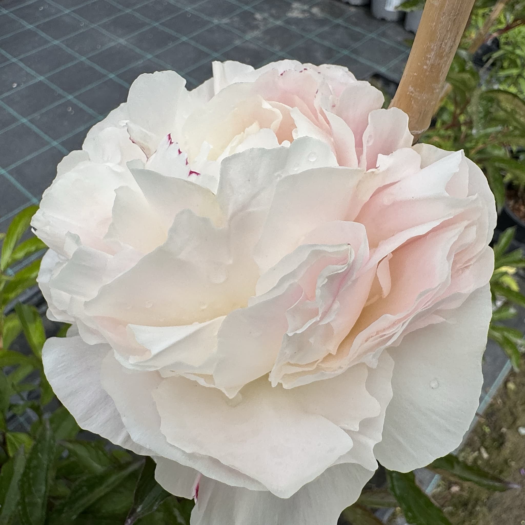 Paeonia 'Shirley Temple’