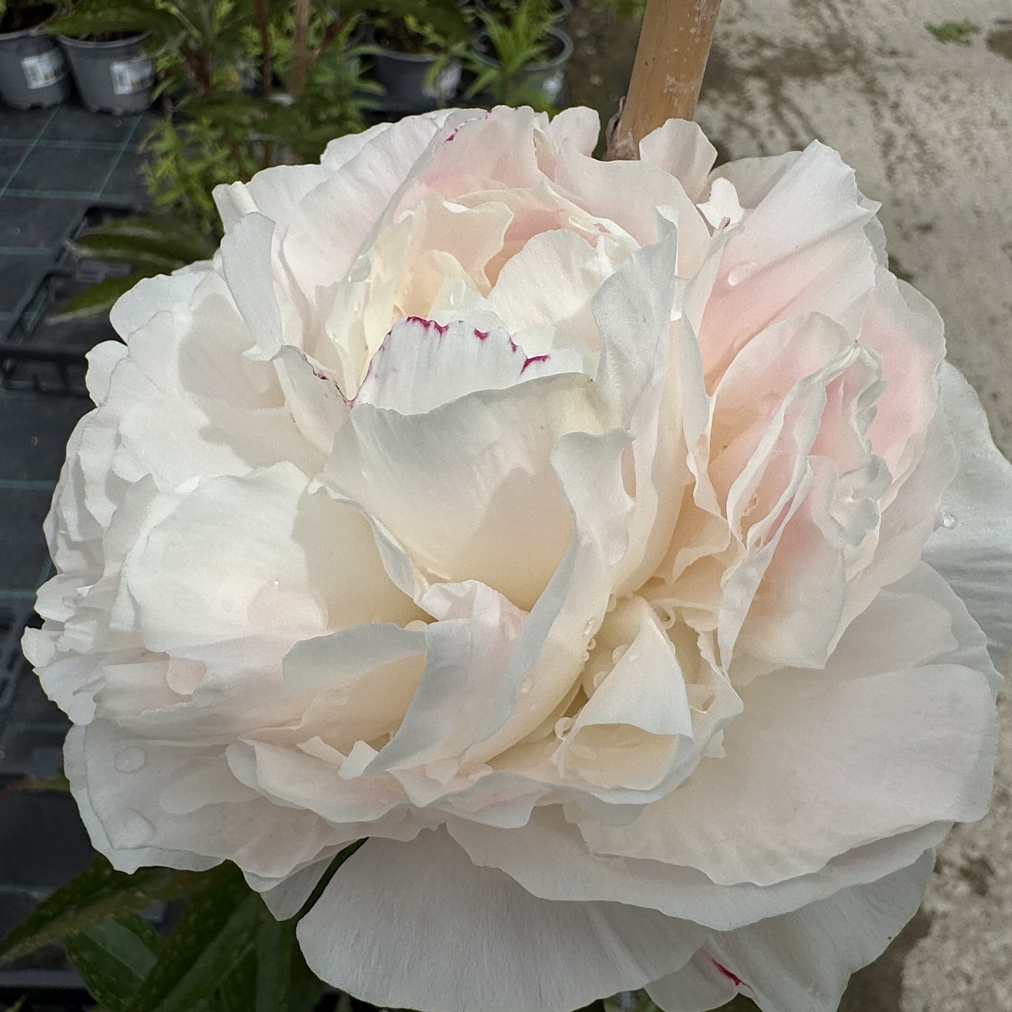 Paeonia 'Shirley Temple’