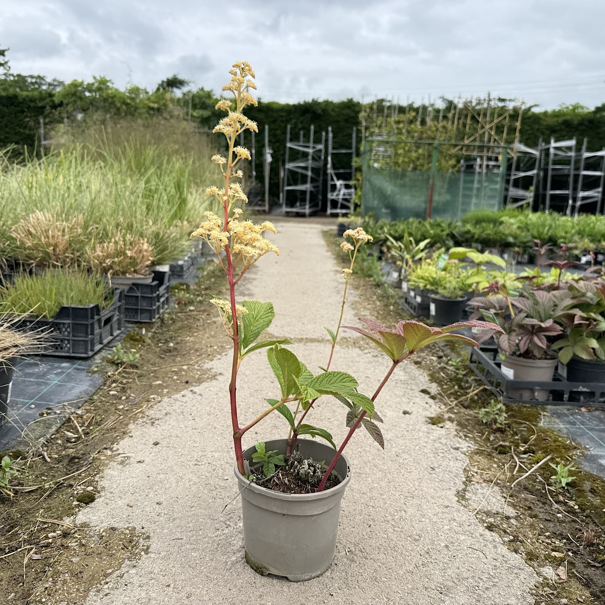 Rodgersia pinnata 'Superba'