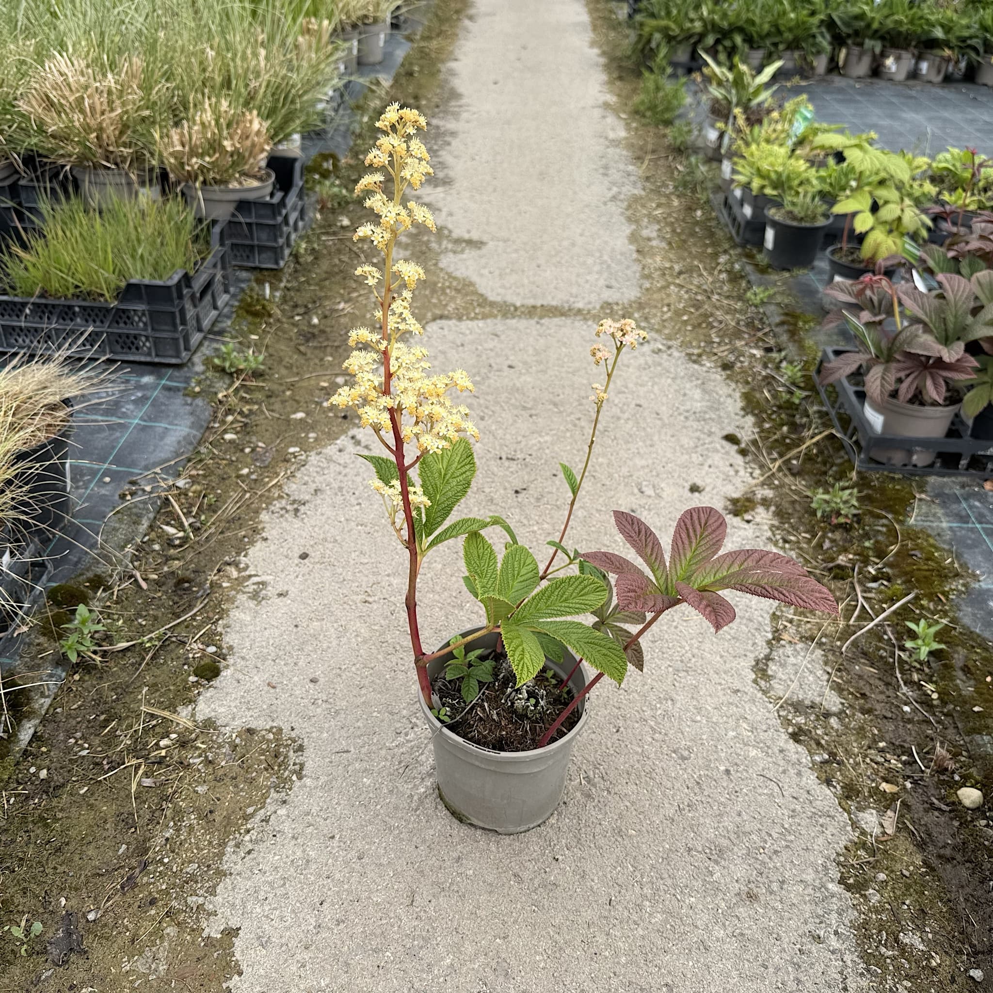 Rodgersia pinnata 'Superba'
