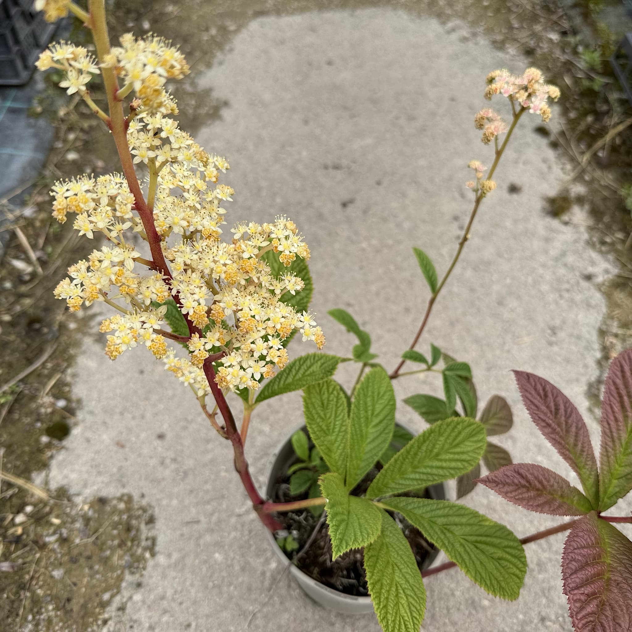 Rodgersia pinnata 'Superba'
