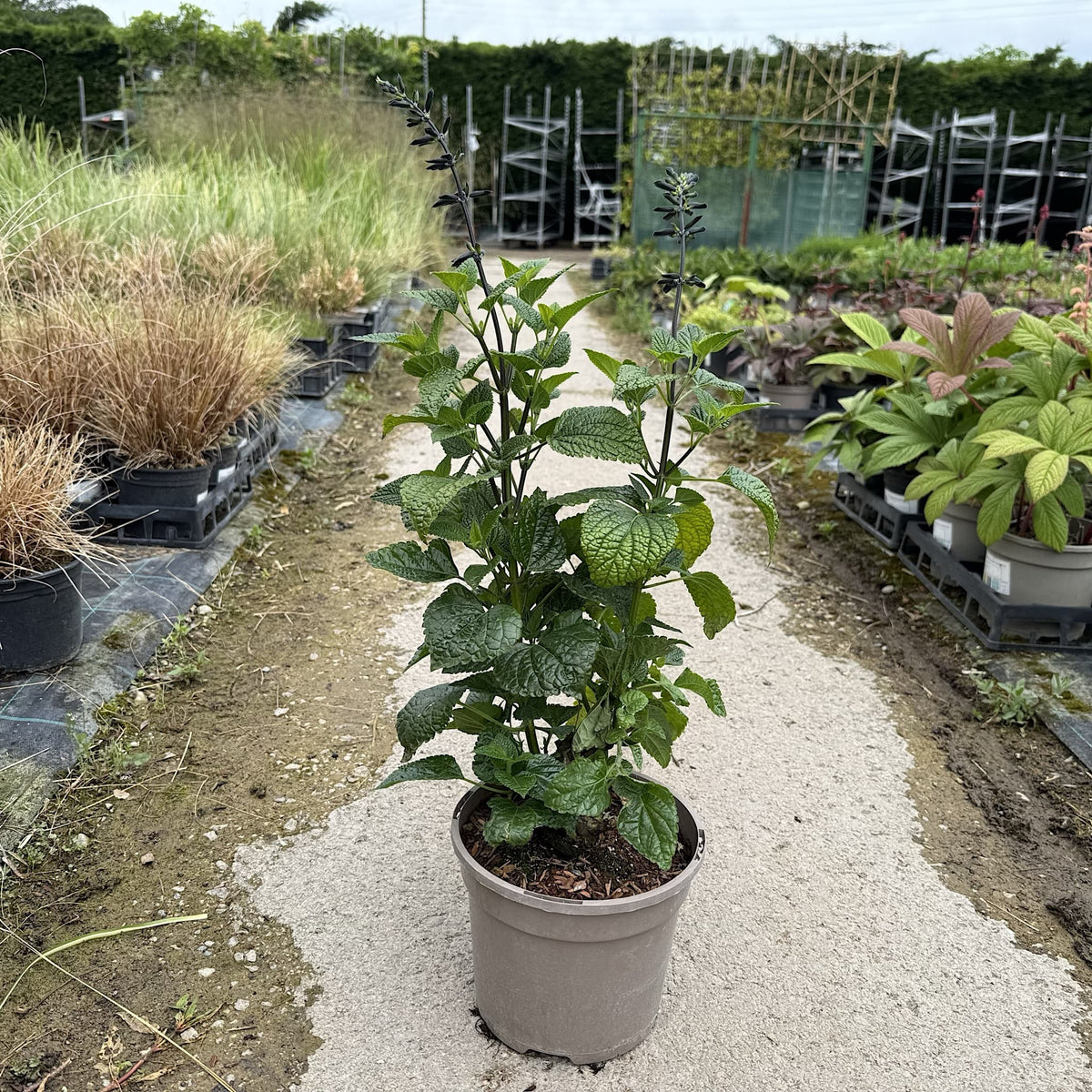 Salvia guaranitica 'Black and Bloom'