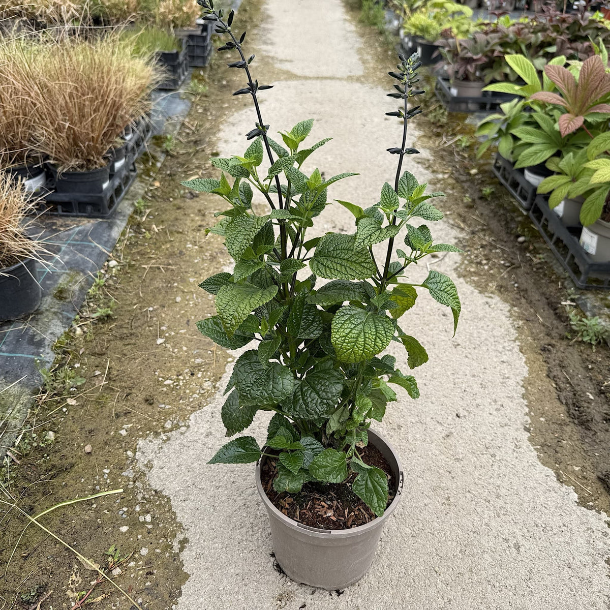 Salvia guaranitica 'Black and Bloom'