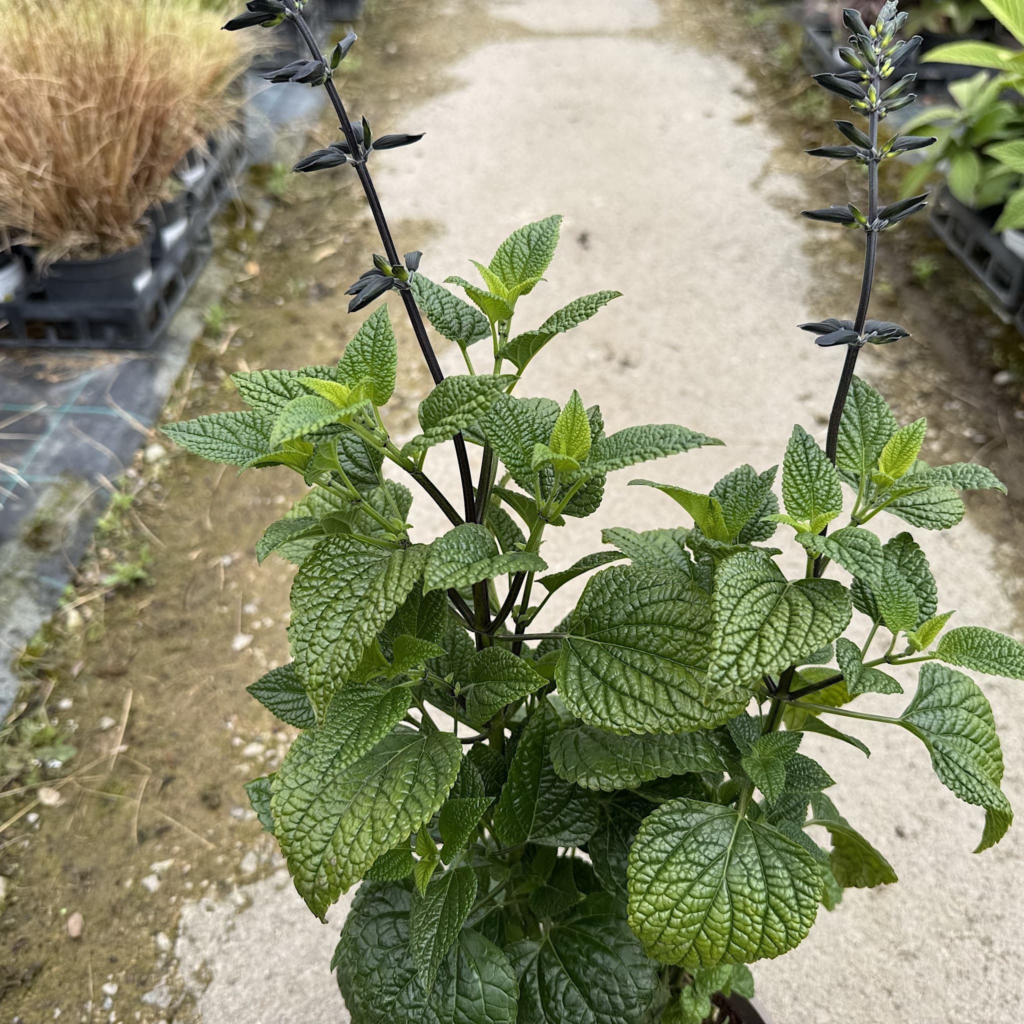 Salvia guaranitica 'Black and Bloom'