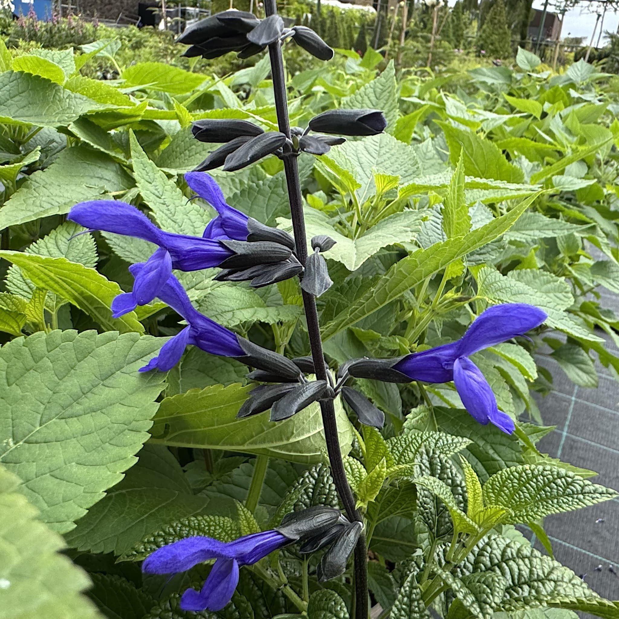Salvia guaranitica 'Black and Bloom'