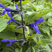 Salvia guaranitica 'Black and Bloom'