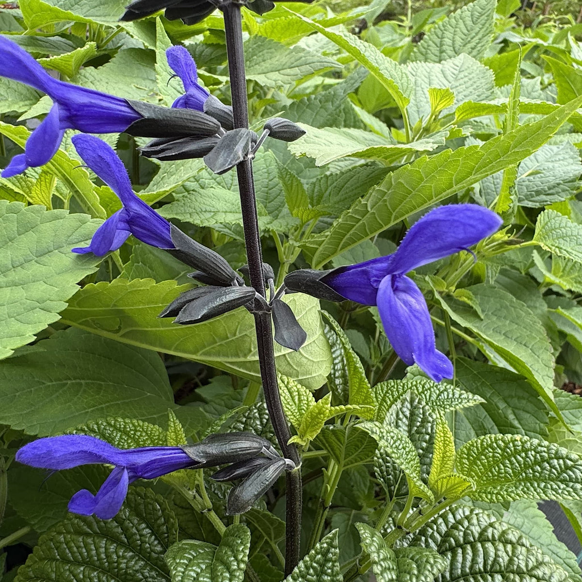 Salvia guaranitica 'Black and Bloom'