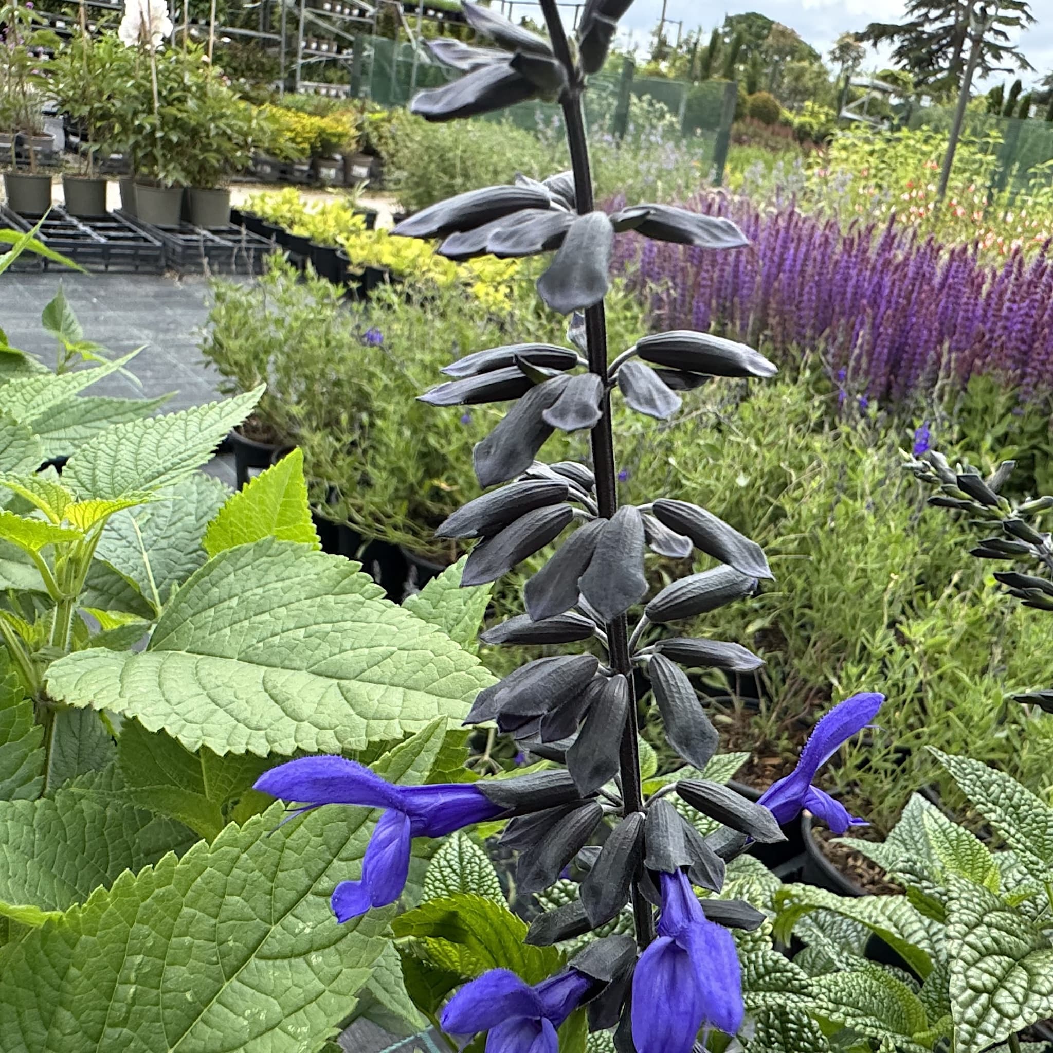 Salvia guaranitica 'Black and Bloom'