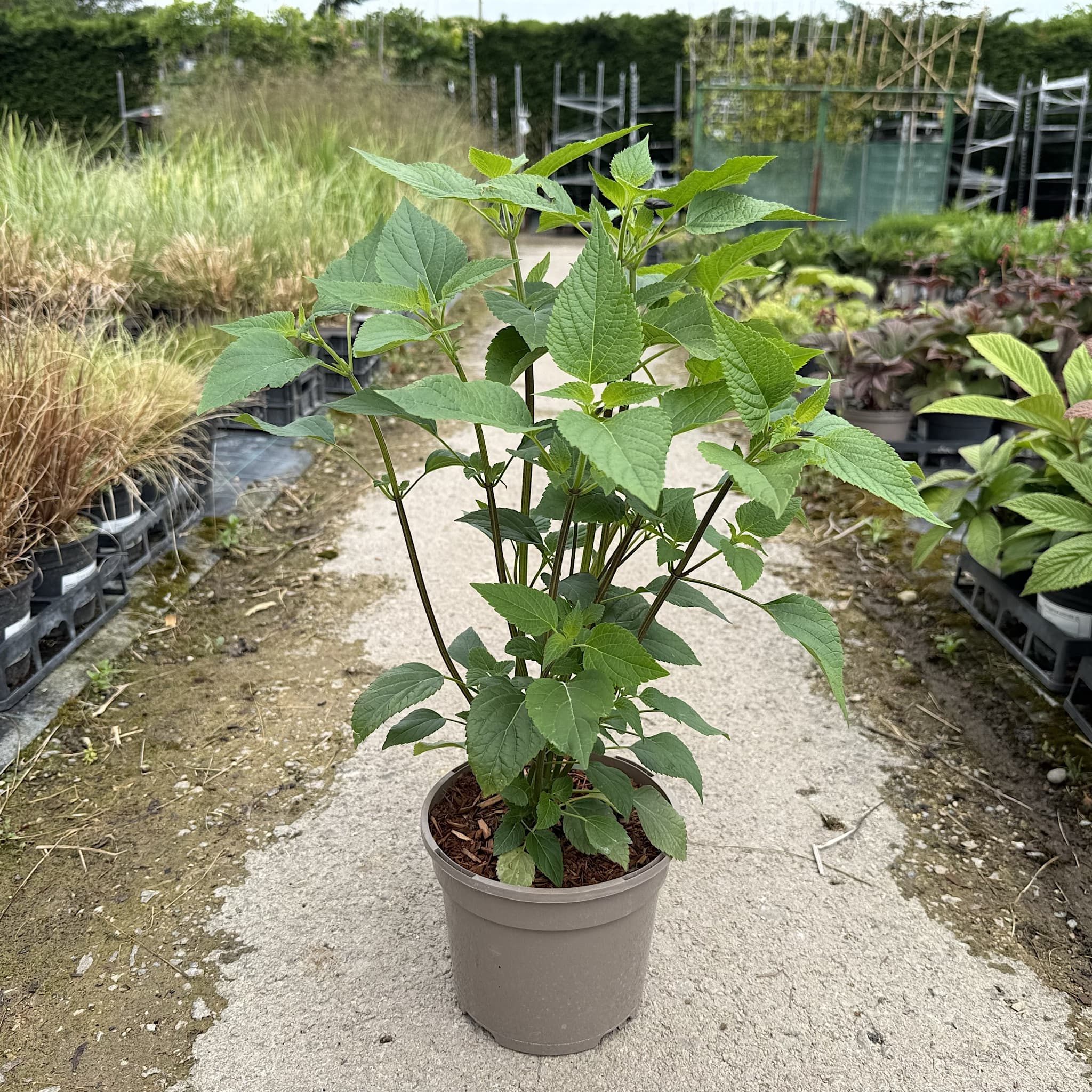 Salvia amistad