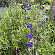 Salvia 'Blue Note'