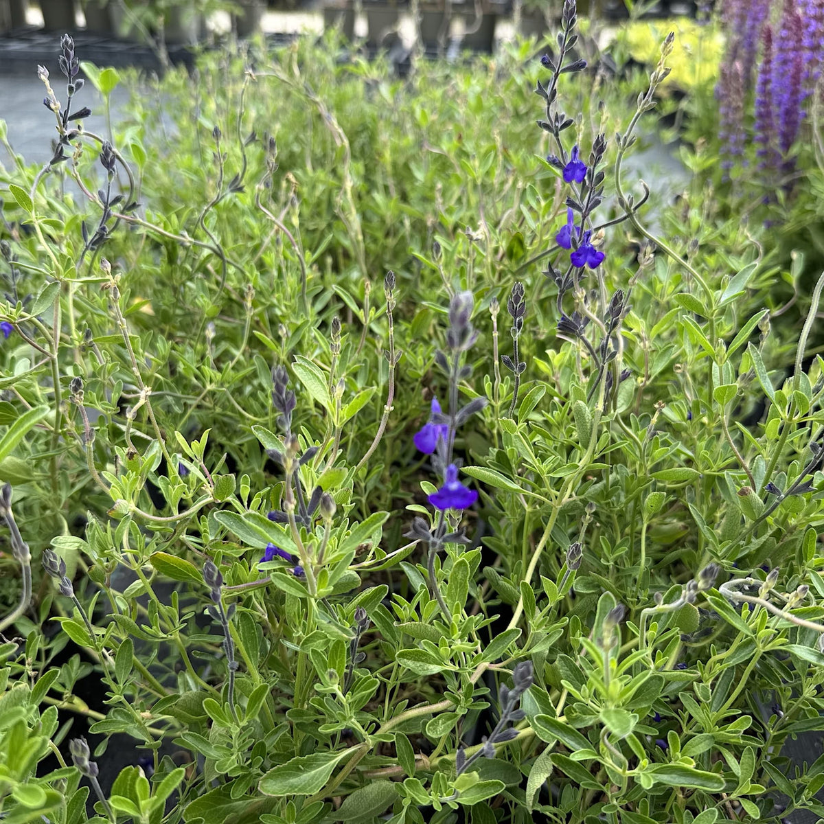 Salvia 'Blue Note'