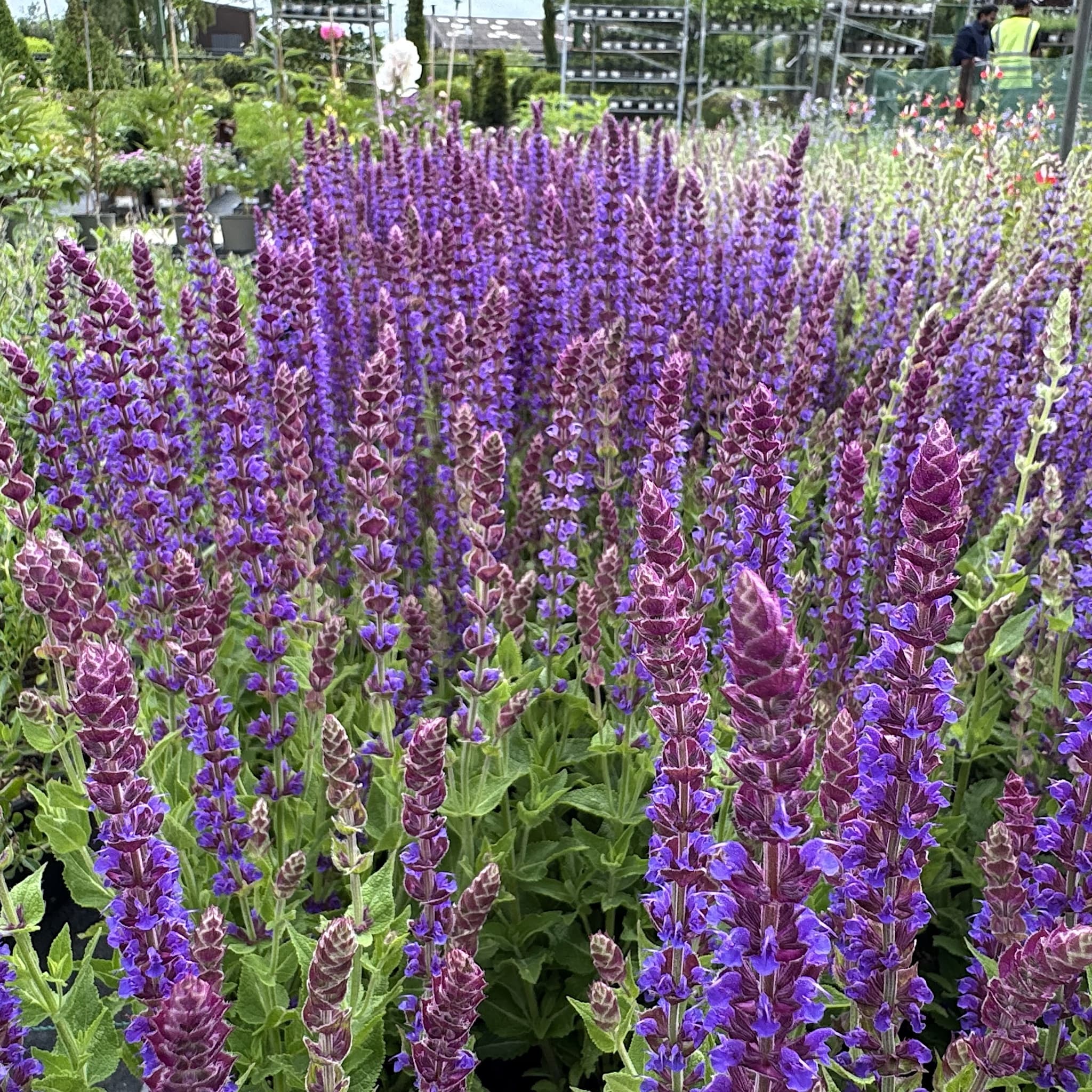 Salvia 'East Friesland'